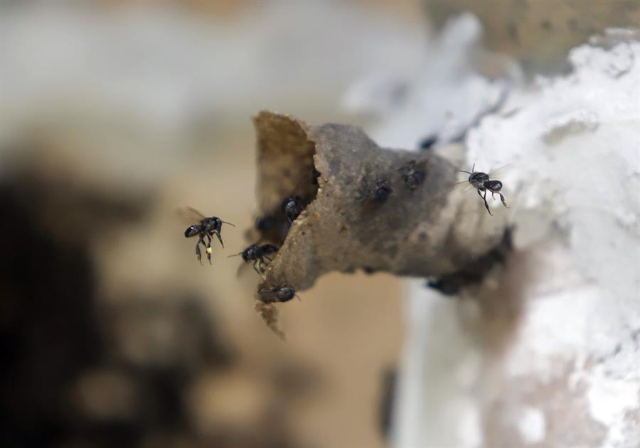 The melipona bee produces a unique honey full of properties in central Mexico |  The EC Republic
