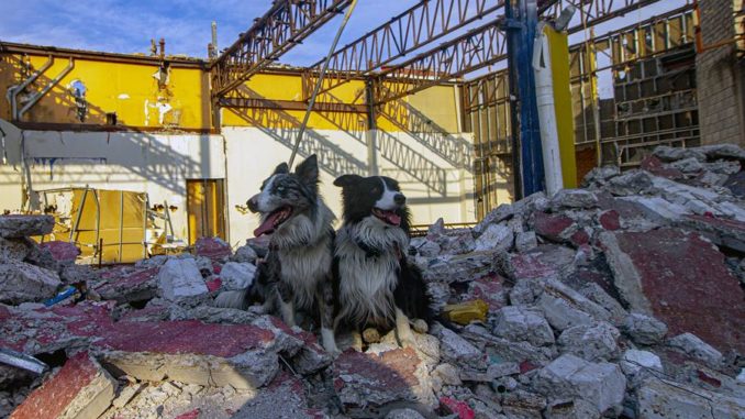 perros rescatistas