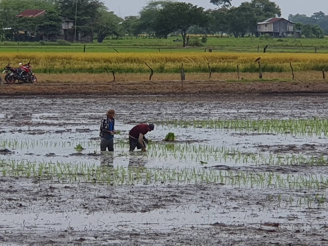 Ecuador reinicia exportación de arroz a Colombia tras guerra comercial