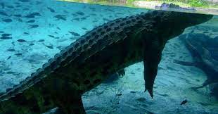 cocodrilo