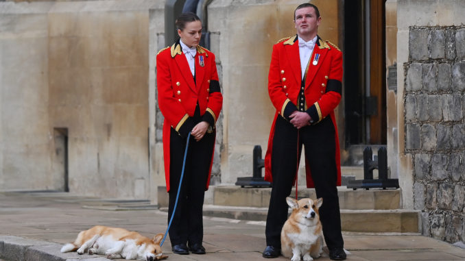 corgis