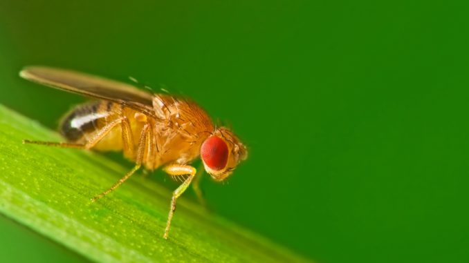 male-fruit-fly