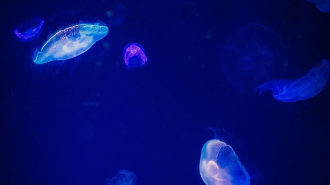 Deep-sea-bien