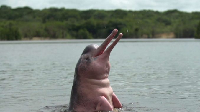 delfin rosado