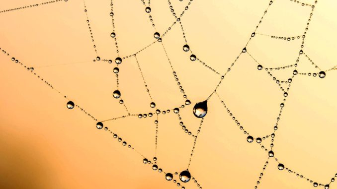 Araña