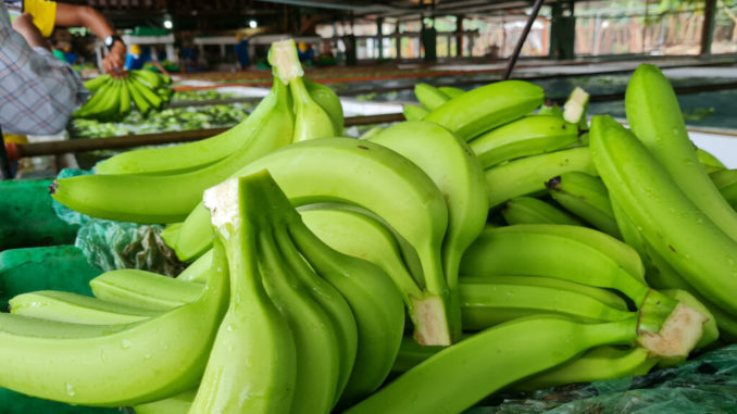 banana-ecuador1-1024x768