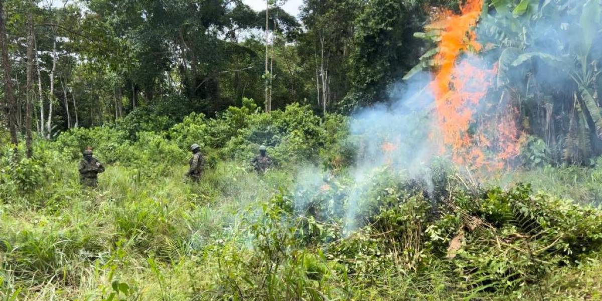 Las FF.AA. destruyen 10 000 plantas de coca en  Sucumbíos