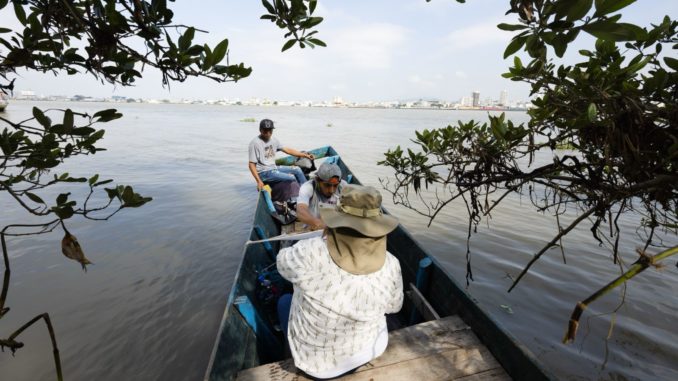 manglar