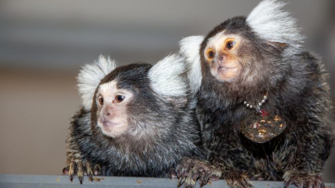 monos tití
