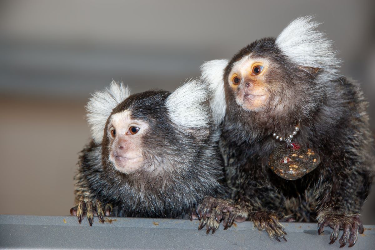monos tití