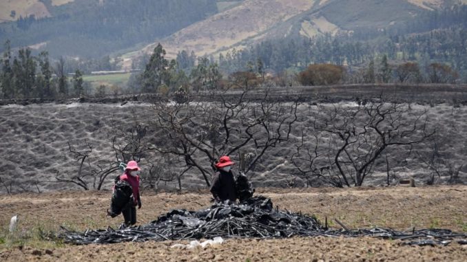 Imagen: Dos mujeres agricultoras y en situación vulnerable recogen lo que quedó de la plantación de frutillas.RENE FRAGA Imagen: Dos mujeres agricultoras y en situación vulnerable recogen lo que quedó de la plantación de frutillas.RENE FRAGA