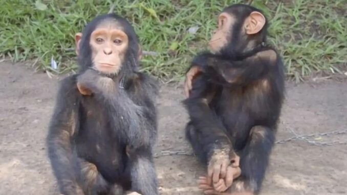 chimpancés