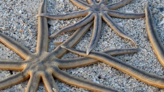 Estrellas de mar