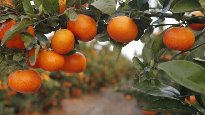 mandarina tango