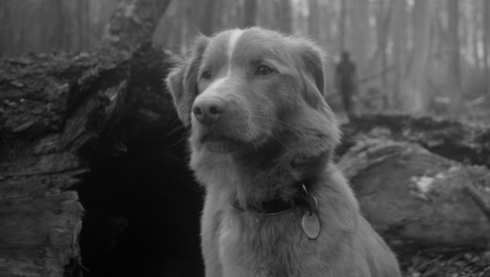 Good boy y el legado de Perro semihundido de Goya