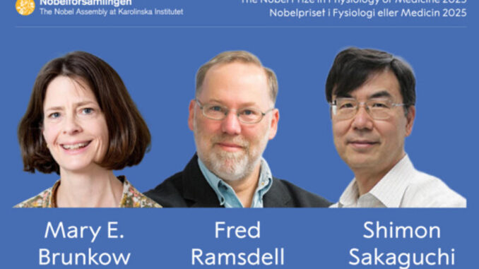 Nobel Medicina para Brunkow, Ramsdell y Sakaguchi por tolerancia inmunológica periférica