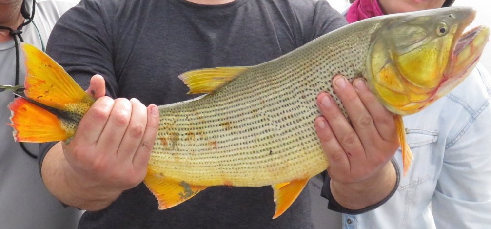 Documentan 118 especies de peces en río de Pastaza